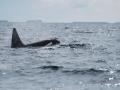 Bull orca seen August 2012, photo by Julia Siart